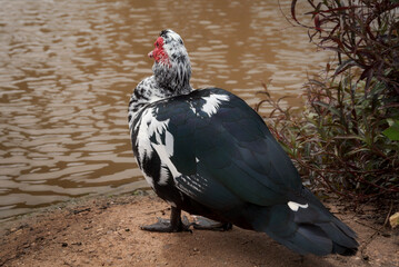 Pato moscovita macho al borde del río mirando al agua.