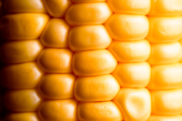 トウモロコシの模様