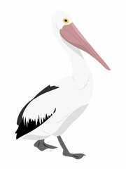Large white pelican with a closed beak. Wild birds of Australia, New Guinea and Indonesia. Vector realistic animal