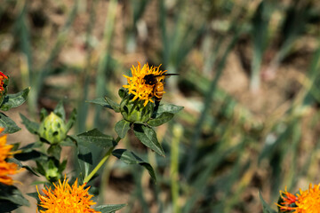 This flower contains honey from safflower which is very beneficial for health