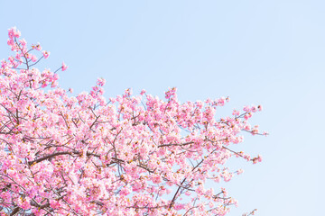 Beautiful pink cherry blossoms or sakura flowers in full bloom, Warm spring background, Nobody