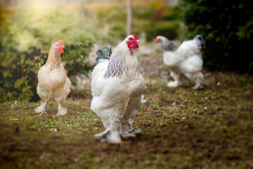 Fototapeta premium Rooster and chickens. Rooster and free range hens walk on the lawn. Rooster and hens on a traditional free range poultry farm