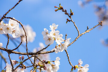  桜 ソメイヨシノ 春 新生活