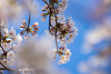  桜 ソメイヨシノ 春 新生活