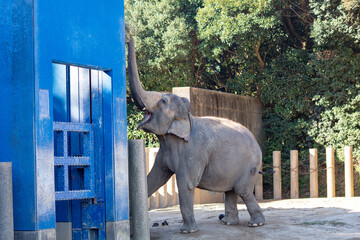 千葉市動物園 動物園 象 アジアゾウ 千葉県