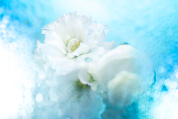 冬なイメージのトルコキキョウ