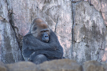 ゴリラ 千葉市動物公園 動物園 考える 