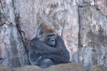 ゴリラ 千葉市動物公園 動物園 考える 