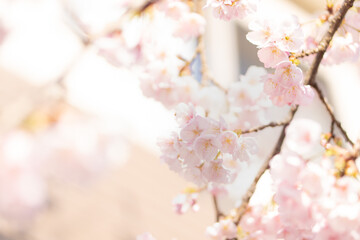庭に咲いたたくさんの早咲きの桜