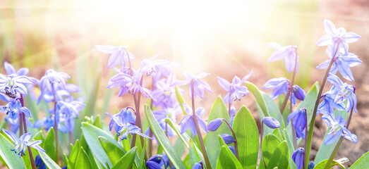 blue bluebell flowers lit by the sun, soft focus. Spring banner with blue snowdrops scilla,...