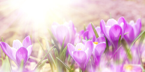 Spring flowers crocuses in sunlight, banner. Purple flowers, soft focus, panoramic view