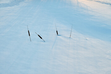 reeds sticking out from under the snow