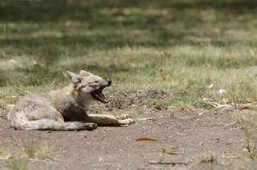 gray fox baring teeth, yawning.