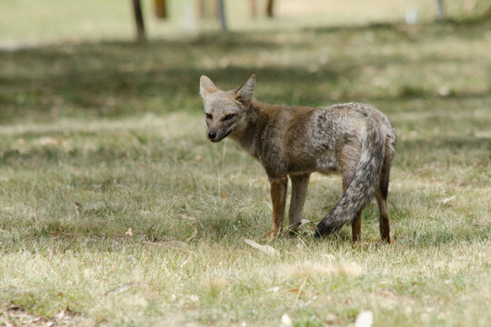 gray fox in the field look at the camera. Patagonian wolf