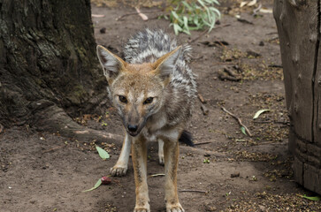 Obraz premium little gray fox walking on the mountain. patagonia fox