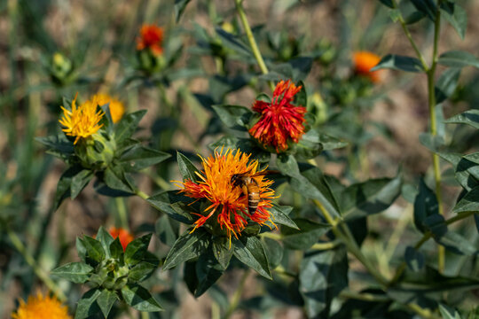 A Bee collecting honye from American saffron, azafran, bastard saffron
