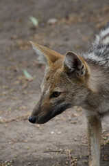 gray fox head in the foreground.