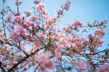 河津桜