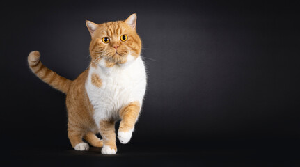 Impressive red with white adult British Shorthair cat, standing facing front with one paw payful in...