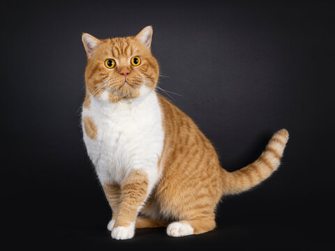 Impressive red with white adult British Shorthair cat, standing facing front with one paw payful in air. Looking towards camera with bright orange eyes. Isolated on a black background.