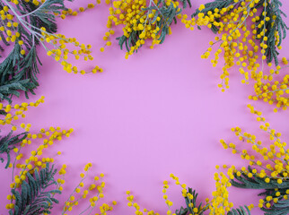 Mimosa on a pink background. Background. Pink background. Flowers on a pink background. Place for an inscription.