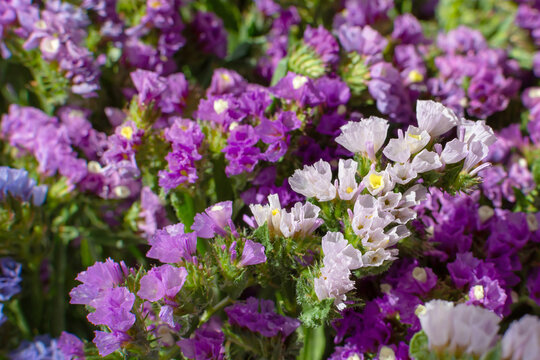 small bright dried flowers statice kermek purple white bouquet