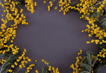Mimosa on a gray background. Background. Gray background. Flowers on a gray background. Place for an inscription.