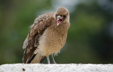 chimango from the front opening its beak. bird asking for food