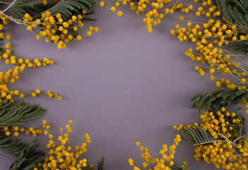 Mimosa on a gray background. Background. Gray background. Flowers on a gray background. Place for an inscription.
