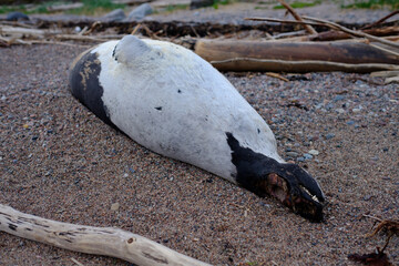 dead seal on the beach in russia