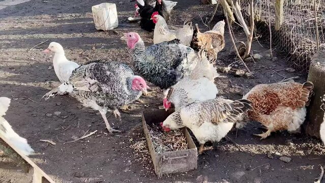 Poultry in the yard chickens, ducks, turkeys 