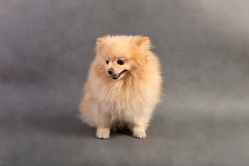 Pomeranian dog , 2 years old, in front of   gray background