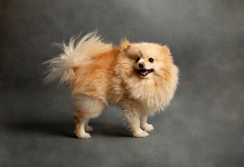 Pomeranian dog , 2 years old, in front of   gray background