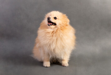 Pomeranian dog , 2 years old, in front of   gray background