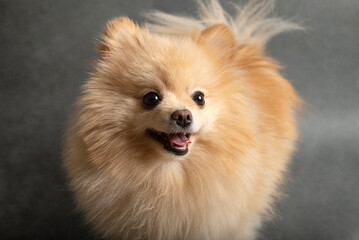 Pomeranian dog , 2 years old, in front of   gray background
