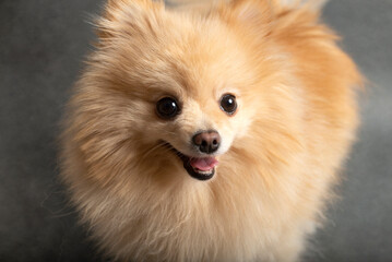 Pomeranian dog , 2 years old, in front of   gray background