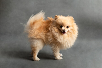 Pomeranian dog , 2 years old, in front of   gray background