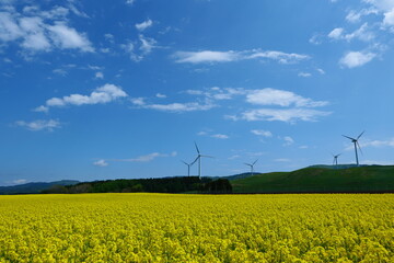 横浜町の菜の花畑。横浜、青森、日本。5月中旬。