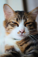 Close-up of a lazy tabby cat sitting by the window
