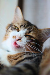 Close-up of a lazy tabby cat sitting by the window