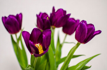 Obraz premium purple tulips 