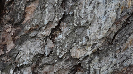 bark of a tree