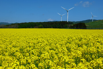 横浜町の菜の花畑。横浜、青森、日本。5月中旬。