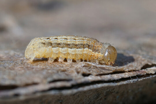 Closeup on the overwintering caterpillar of the Square-spot Rustic moth, Xestia xanthographa