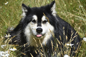 Furry Black and White Shaggy Husky Dog with Tongue Peaking Out