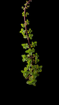 mint plant, popular fresh green organic fragrant herb, isolated on black background, closeup vertical shot
