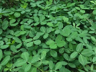 background of leaves