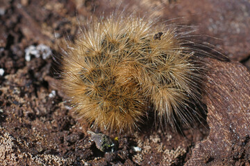 Closeup on an overwintering hairy caterpillar of the ruby tiger moth, Phragmatobia fuliginosa