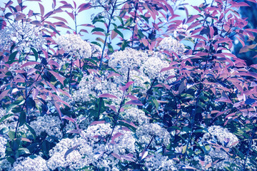 Blossoming trees in a garden. Blue toned. Spring nature background