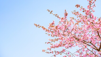 【春】青空の下の桜の花　河津桜